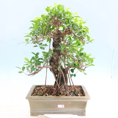 e-bonsai Pokojová bonsai - Ficus kimmen - malolistý fíkus