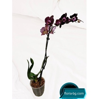 ОРХИДЕЯ 1 КЛ