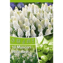 Modřenec - Muscari White Magic