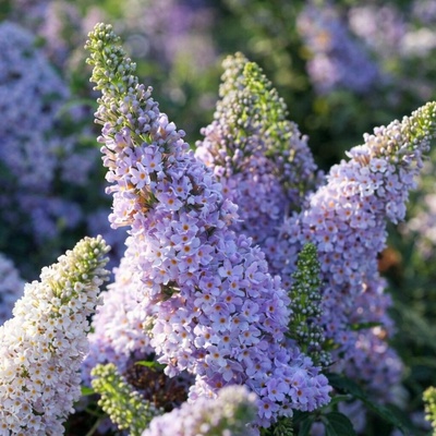 Buddleja cul. 'Summer Bird® Sky Blue' Velikost hrnku: 3 l červ – Hledejceny.cz
