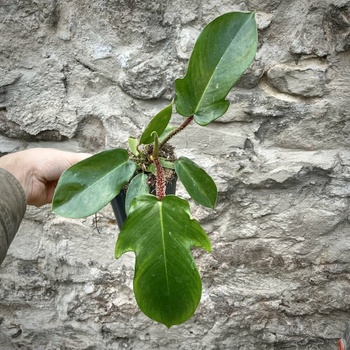Philodendron squamiferum