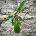 Philodendron squamiferum
