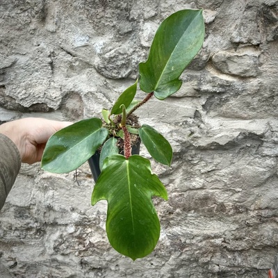 Philodendron squamiferum