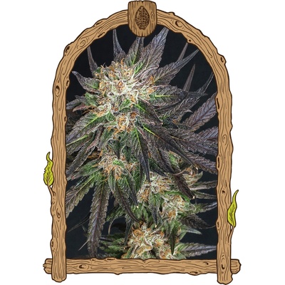 Exotic Seed Georgia Cream semienka neobsahujú THC 3 ks