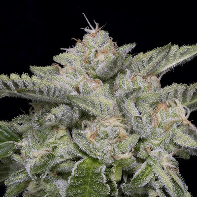 Big Head Seeds Skywalka Ghost Kush semienka neobsahujú THC 10 ks
