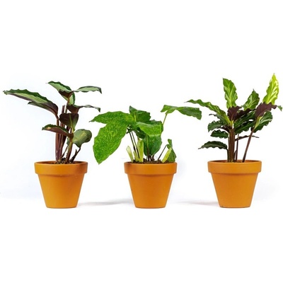 Gardners Set 3 ks rostlin Calathea mix, průměr 6-7 cm Kalatea
