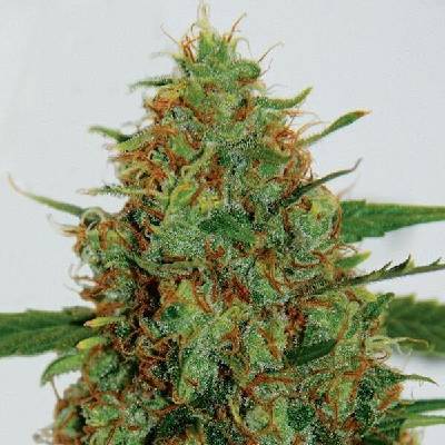 G13 Labs Seeds C99 semena neobsahují THC 5 ks