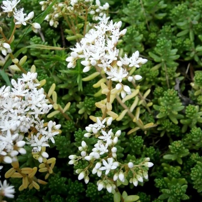 Sedum album Velikost hrnku: 0,5 l