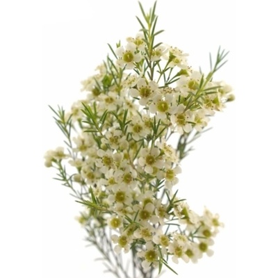 CHAMELAUCIUM UN OFIR 70cm/40g