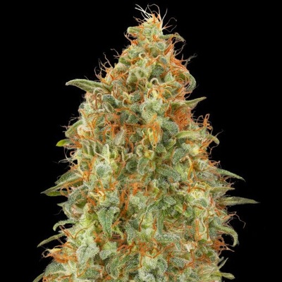 Advanced Seeds Zkittlez Fast semienka neobsahujú THC 1 ks