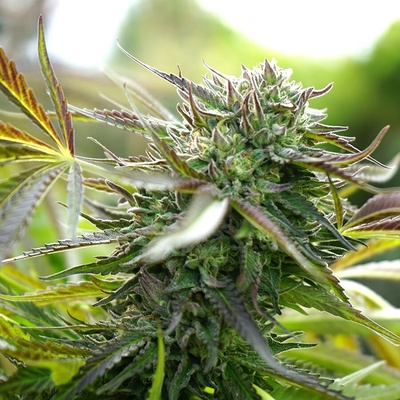 Humboldt Seed Organization Pineapple Chem Auto semienka neobsahujú THC 10 ks