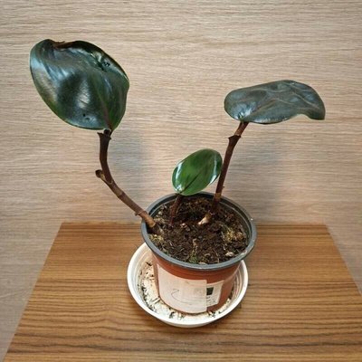 Geogenanthus Ciliatus Midnight Pearl č2