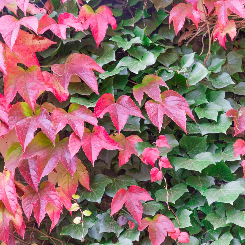 Prisavnik Trojcipy Prodej (prisavníku trojcípého, Parthenocissus tricuspidata, často širší, odborné poradenství) Prisavnik Trojcipy Prodej