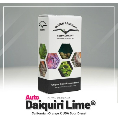 Dutch Passion AUTO Daiquiri Lime semena neobsahují THC 3 ks