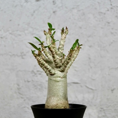 Adenium Baobab
