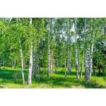 DIMEX ART Флизелинов фототапет бреза горичка 375 x 250 см