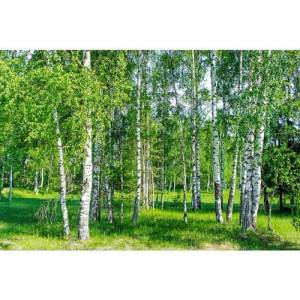 DIMEX ART Флизелинов фототапет бреза горичка 375 x 250 см