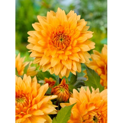 Jiřina 'Noordwijks glorie' 1 ks