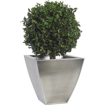 Verdissimo Pittosporum - simple spehere