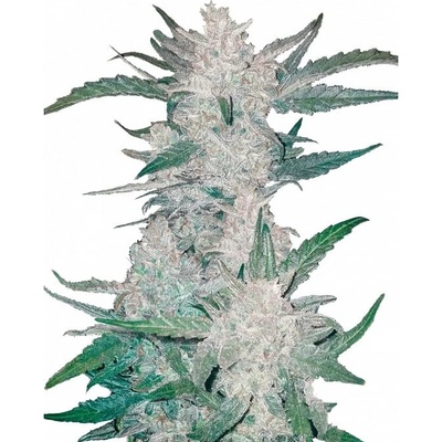 Fastbuds Mexican Airlines Auto semienka neobsahujú THC 100 ks