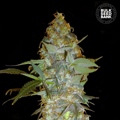 Bulk Seed Bank Euforia Special semienka neobsahujú THC 100 ks