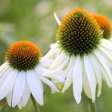 Toraf White Swan Echinacea semena květin semena pro zahradu velké výnosy