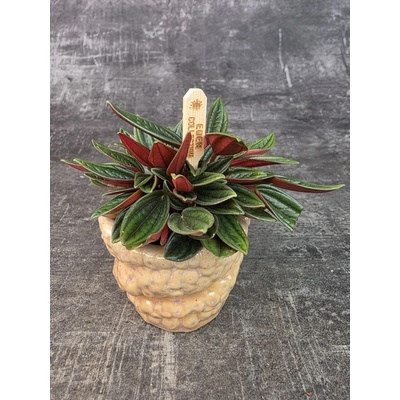 Peperomia Rosso mini