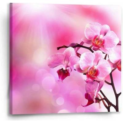 Sablio Obraz Květy orchideje - 50x50 cm