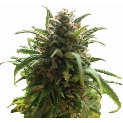 Nirvana Blue Dream regular semena neobsahují THC 10 ks