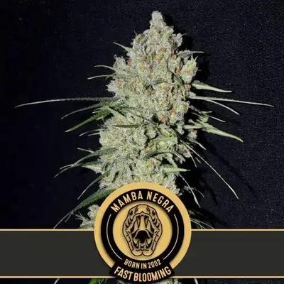 Blimburn Seeds Mamba Negra Fast semienka neobsahujú THC 3 ks