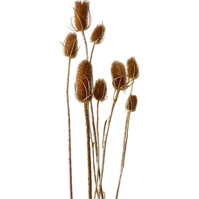 Sušený bodlák přírodní 50-70cm