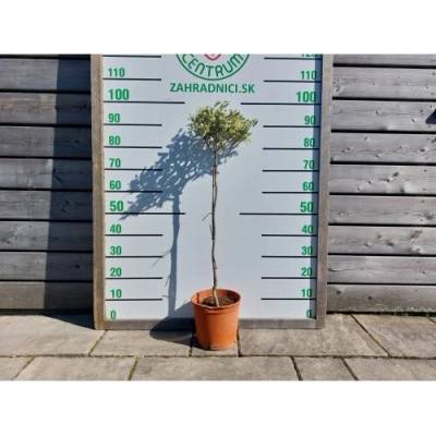 Olivovník európsky (Olea europaea) ´CIPRESSINO´ - výška 70-90 cm, kont. C5L – NA KMIENKU (-12°C)