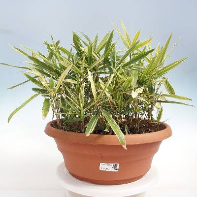 e-bonsai Venkovní bonsai - Sasaella masamuneana Albostriata - Bambus panašovaný