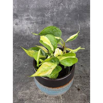 Philodendron Cream splash