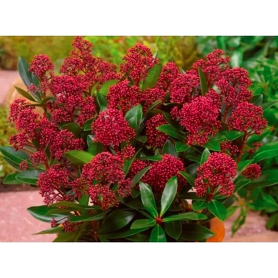 Skimmia jap. 'Rubella' 20-25 C2L