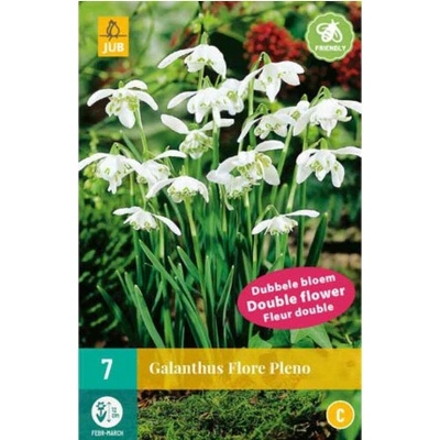 Maják Sněženka Galanthus Flore Pleno "C" 7 ks
