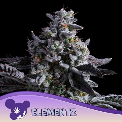 Anesia Seeds Elementz semena neobsahují THC 5 ks