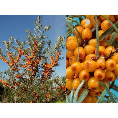 Rakytník rešetliakový Friesdorfer Orange samoopelivý, výška 40-60 cm, kvetináč 3 l