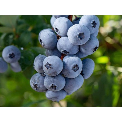 Čučoriedka kanadská Brigitta Blue 40-60 cm, kont. 1 l