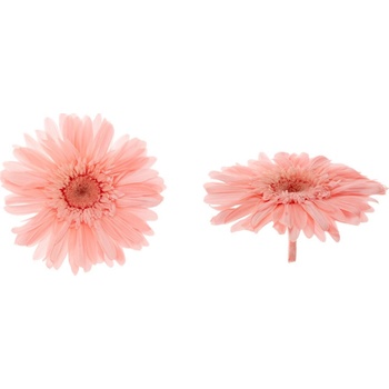 Gerbera - 4 ks