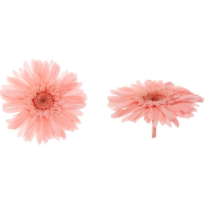 Gerbera - 4 ks