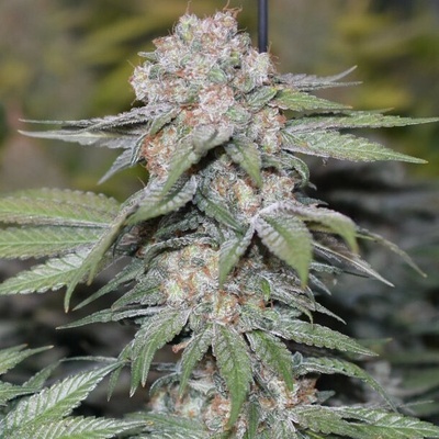 Soma Seeds Somango Pineapple semienka neobsahujú THC 10 ks