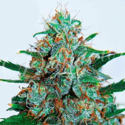 Delicious Seeds Critical Neville Haze AUTO semena neobsahují THC 5 ks