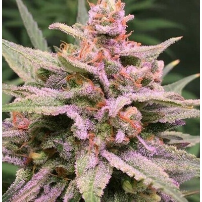 Expert Seeds ZkittleZ Glue semienka neobsahujú THC 10 ks