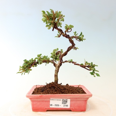 e-bonsai Venkovní bonsai - Cotoneaster horizontalis - Skalník