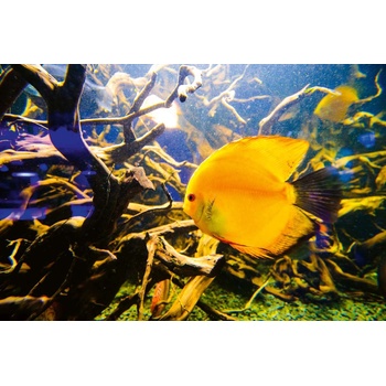 DIMEX ART s. r. o Флизелинов фототапет красив подводен свят 375 x 250 см