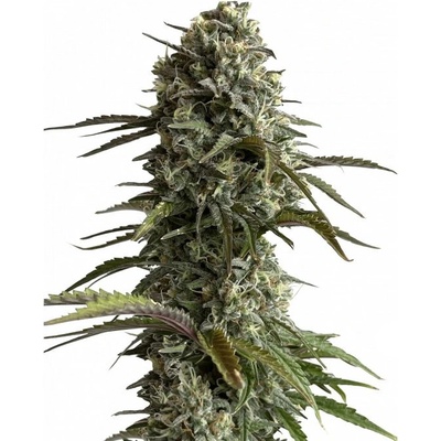 Fastbuds Original Auto Skunk semienka neobsahujú THC 100 ks