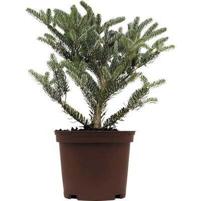 Jedľa kórejská FloraSelf Abies koreana 'Silverstar' výška 20-25 cm kvetináč 2 l