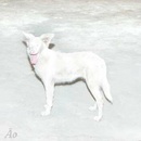 AO - Malandra LP