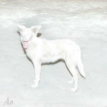 AO - Malandra LP